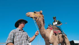 Camel Races