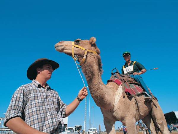 Camel Races