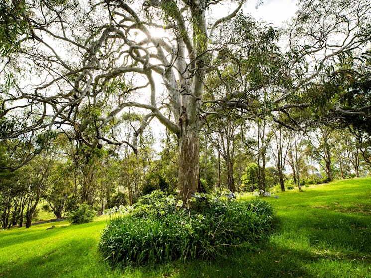 Stroll among stately gums, fruit trees, colourful gardens