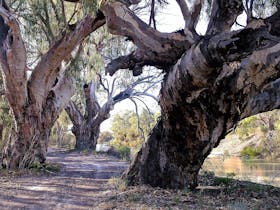 Iconic River Red Gums on the Darling River