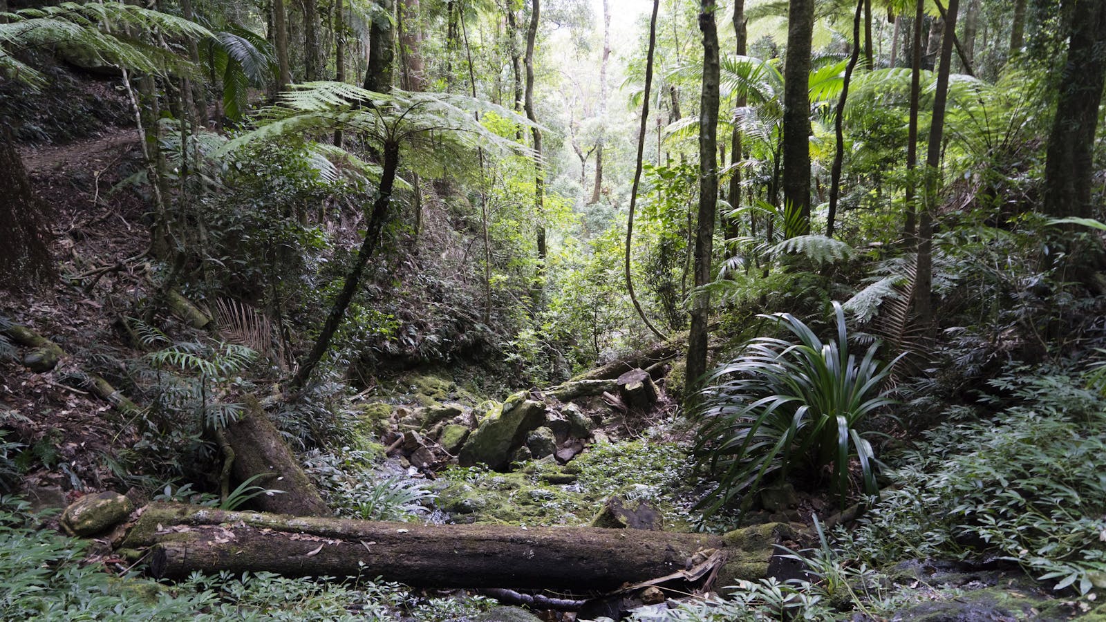 Lush rainforest gully.