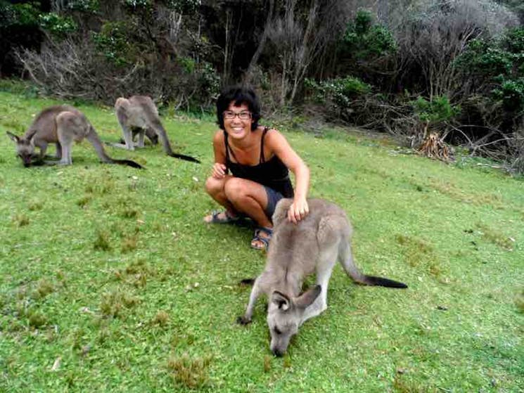 Kangaroos at Pebbly Beach