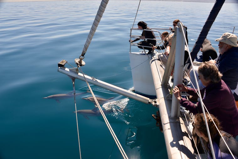 Dolphin Watch Cruise