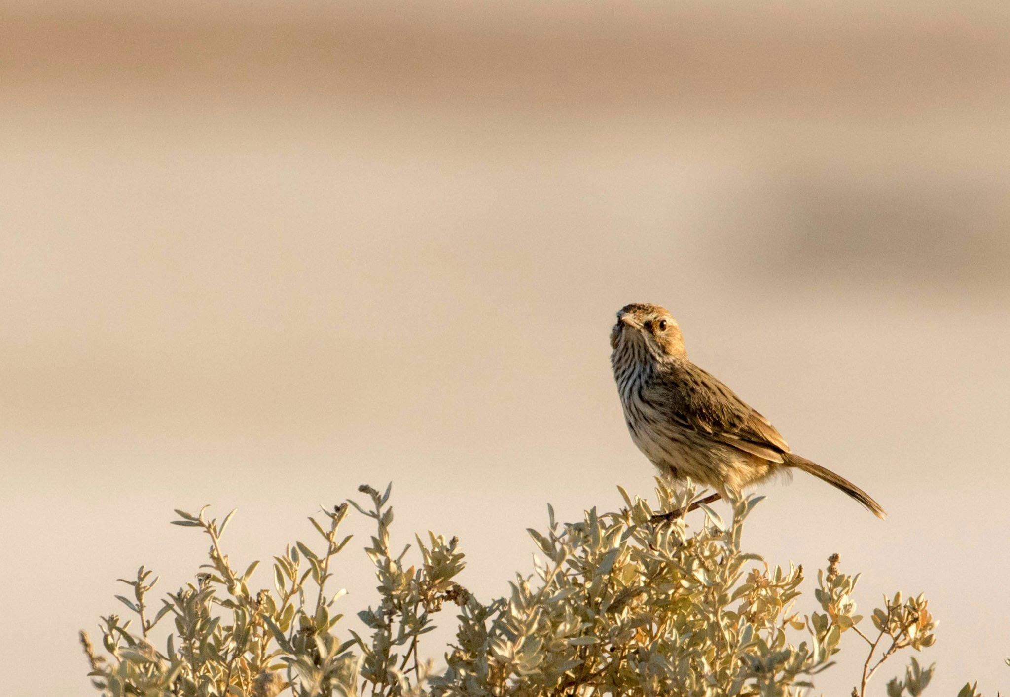 Rufous field wren