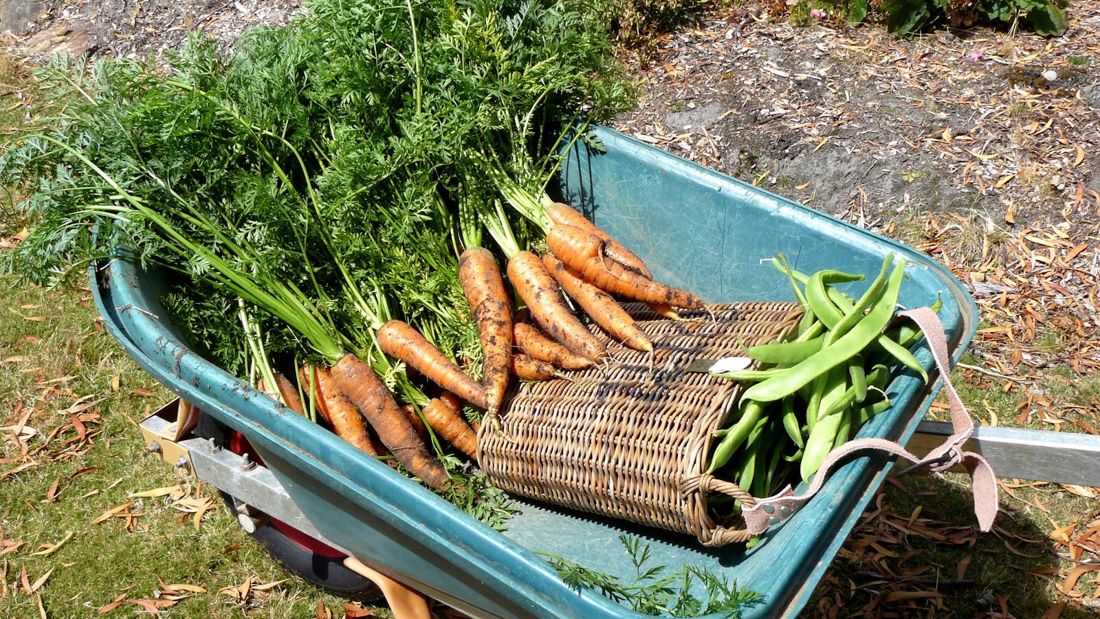 Carrots fresh from the organic vegetable garden