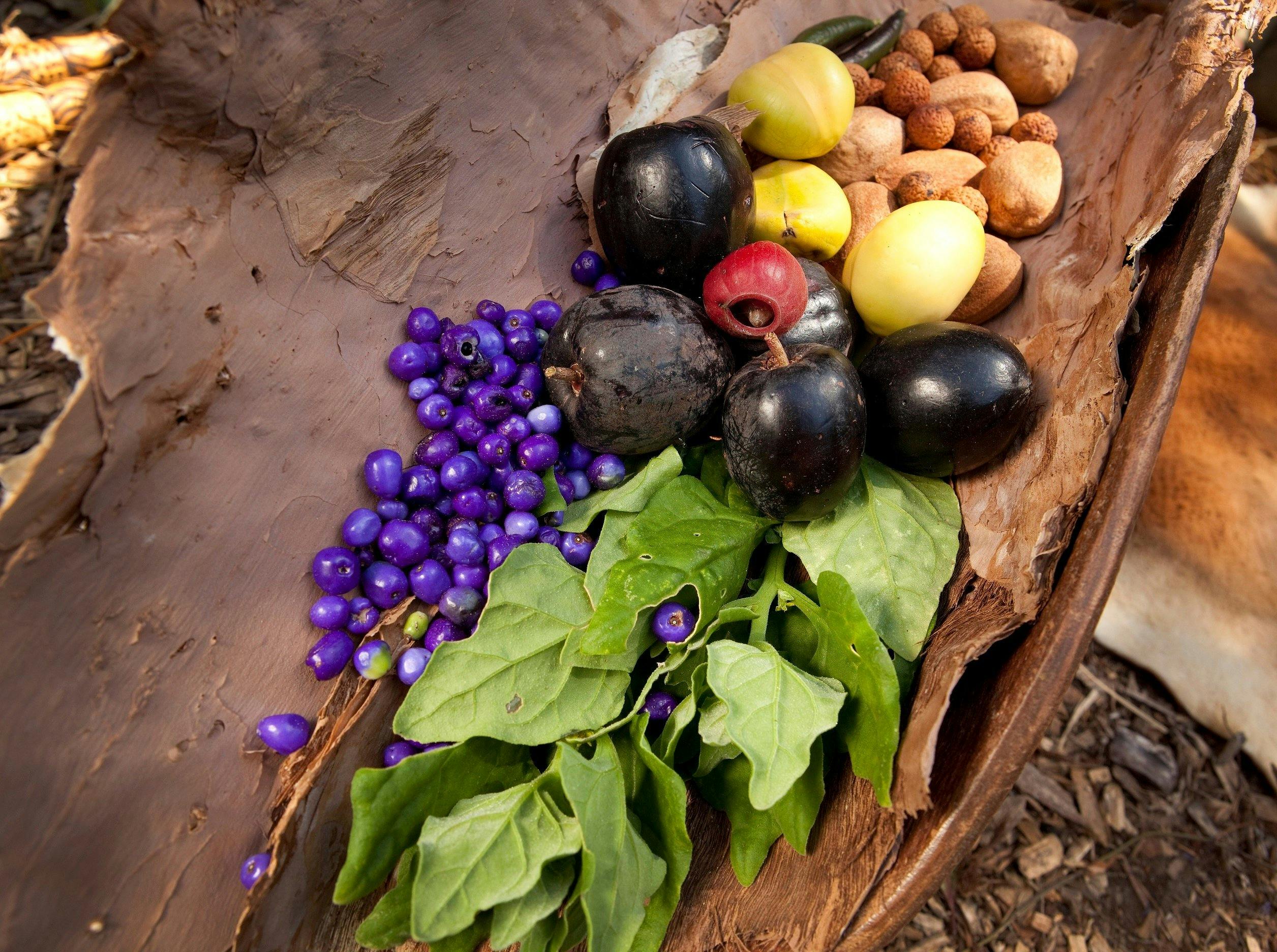 Aboriginal Bush Tucker