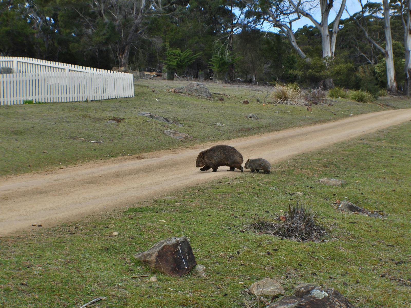 Wombats Maria Island