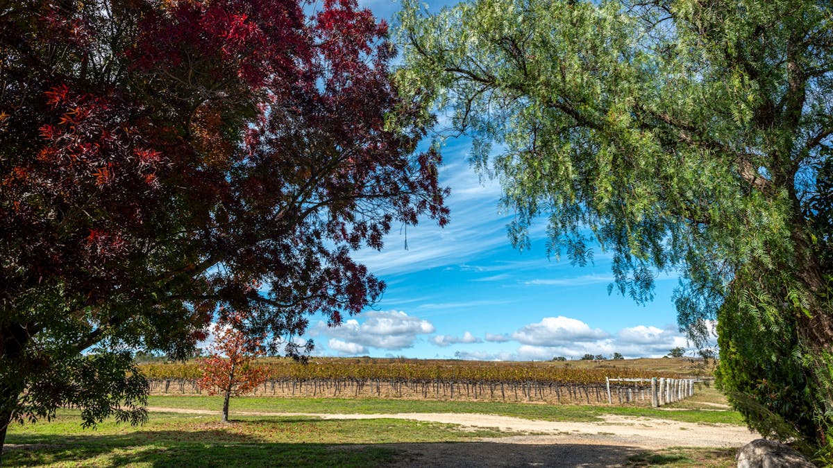 Marnita Farmhouse Vineyard