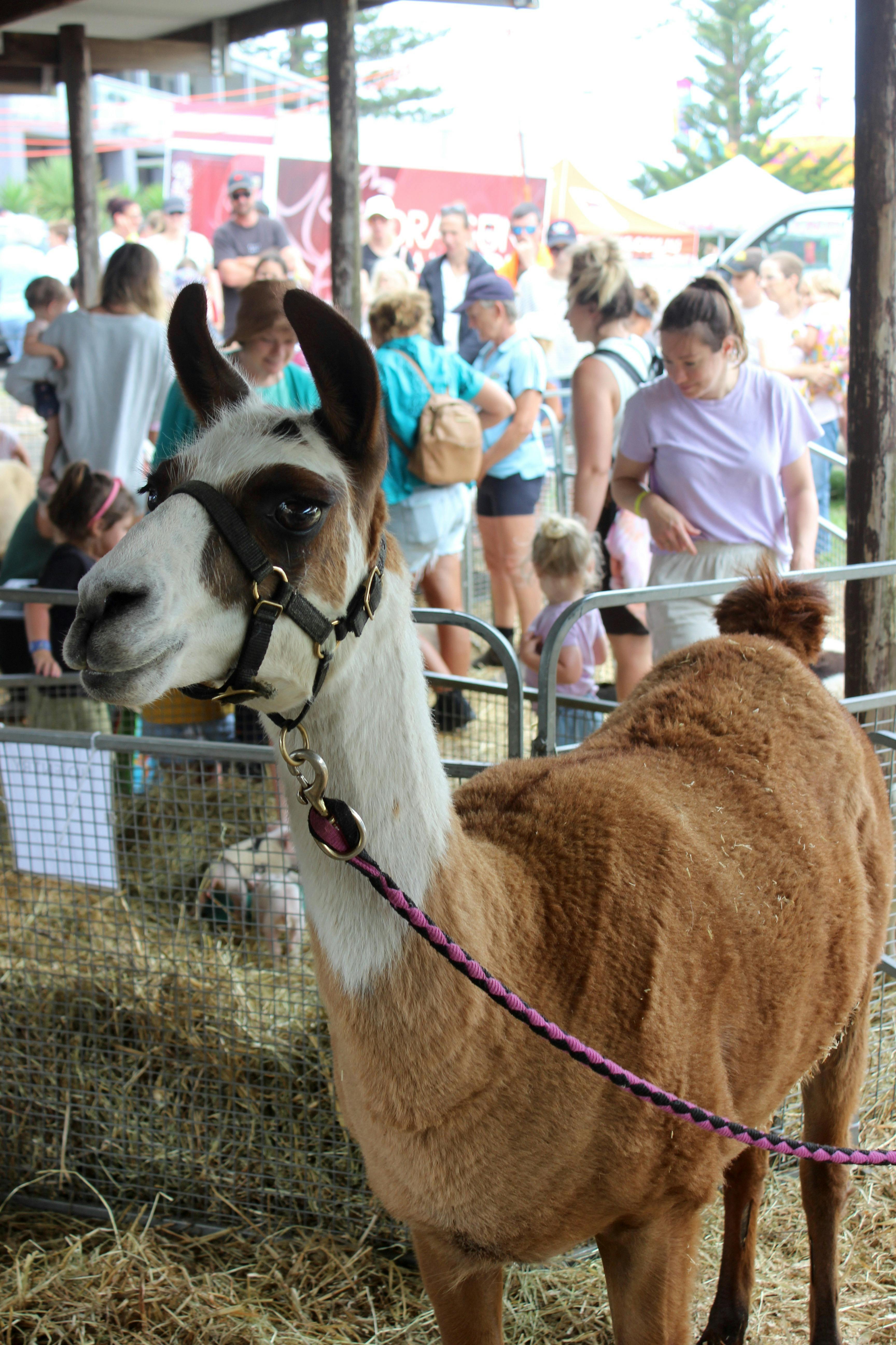 Kiama Show