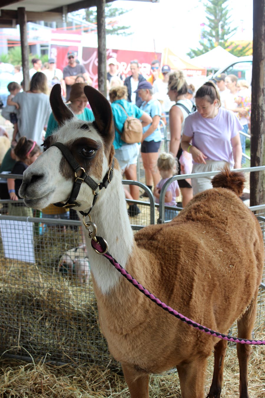 animal enclosure