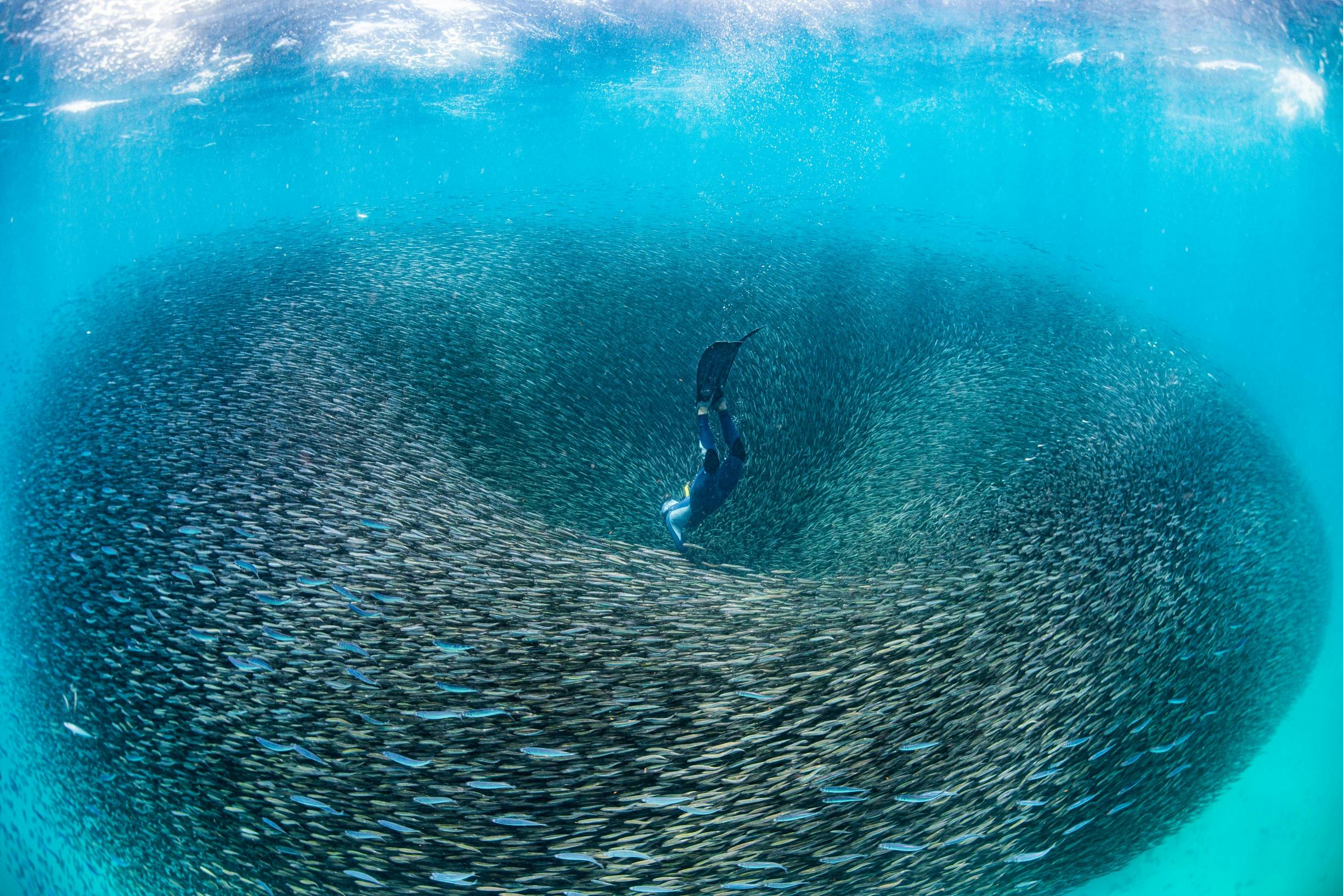 Male swimming through a Shoal of Fish, Ningaloo Reef