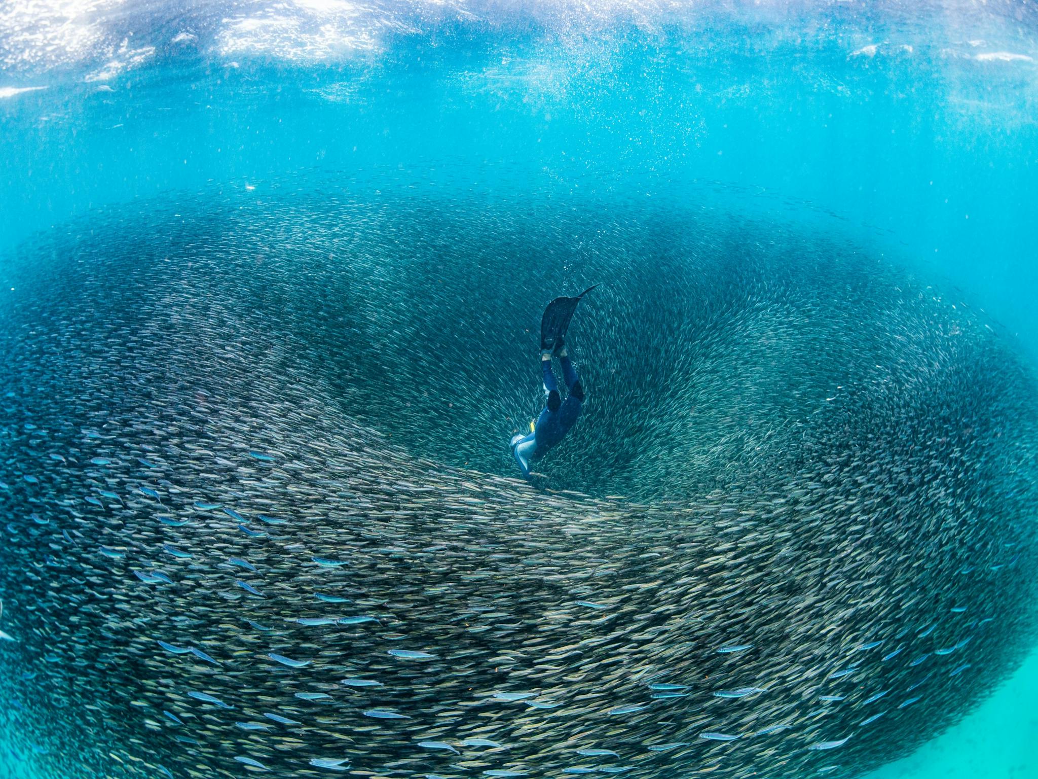 Male swimming through a Shoal of Fish, Ningaloo Reef