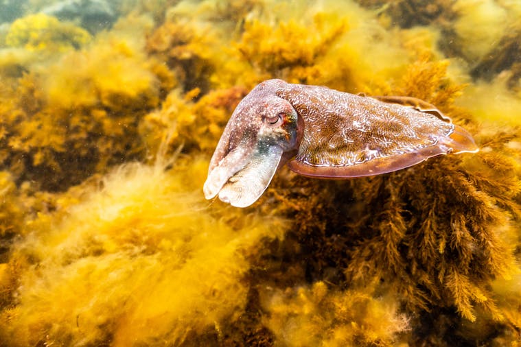 Cuttys Tours - Whyalla Giant Cuttle Fish Tour