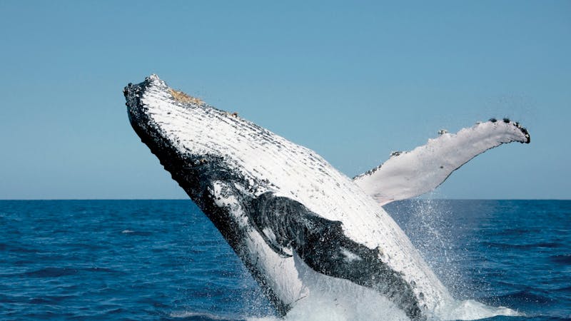 Fraser Island Whale Watch Cruise
