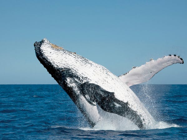 Humpback Whale
