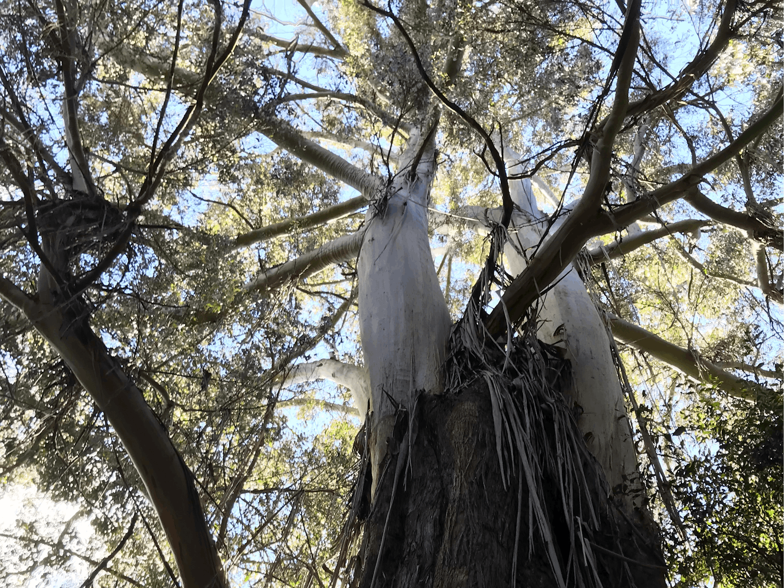 large old eucalypt trunck