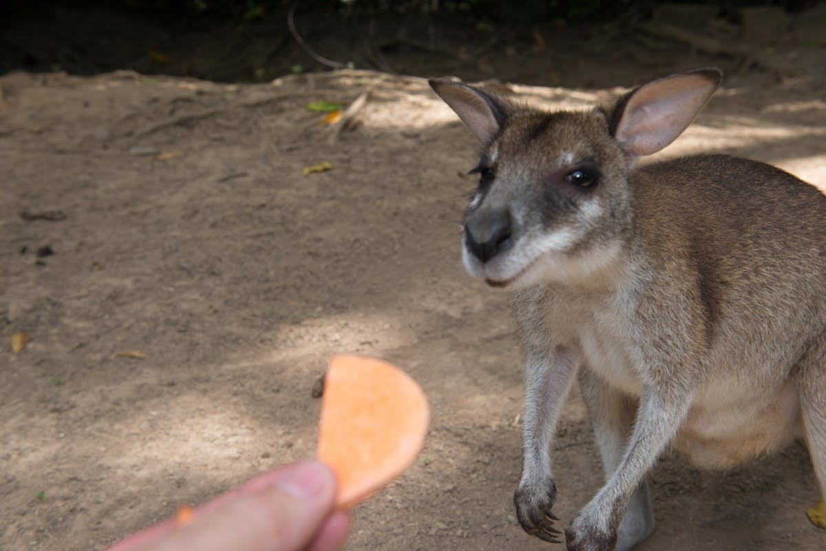 Feed the wallabies at our lunch stop at Lynchaven before your delicious BBQ lunch