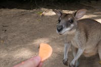 Feed the wallabies at our lunch stop at Lynchaven before your delicious BBQ lunch