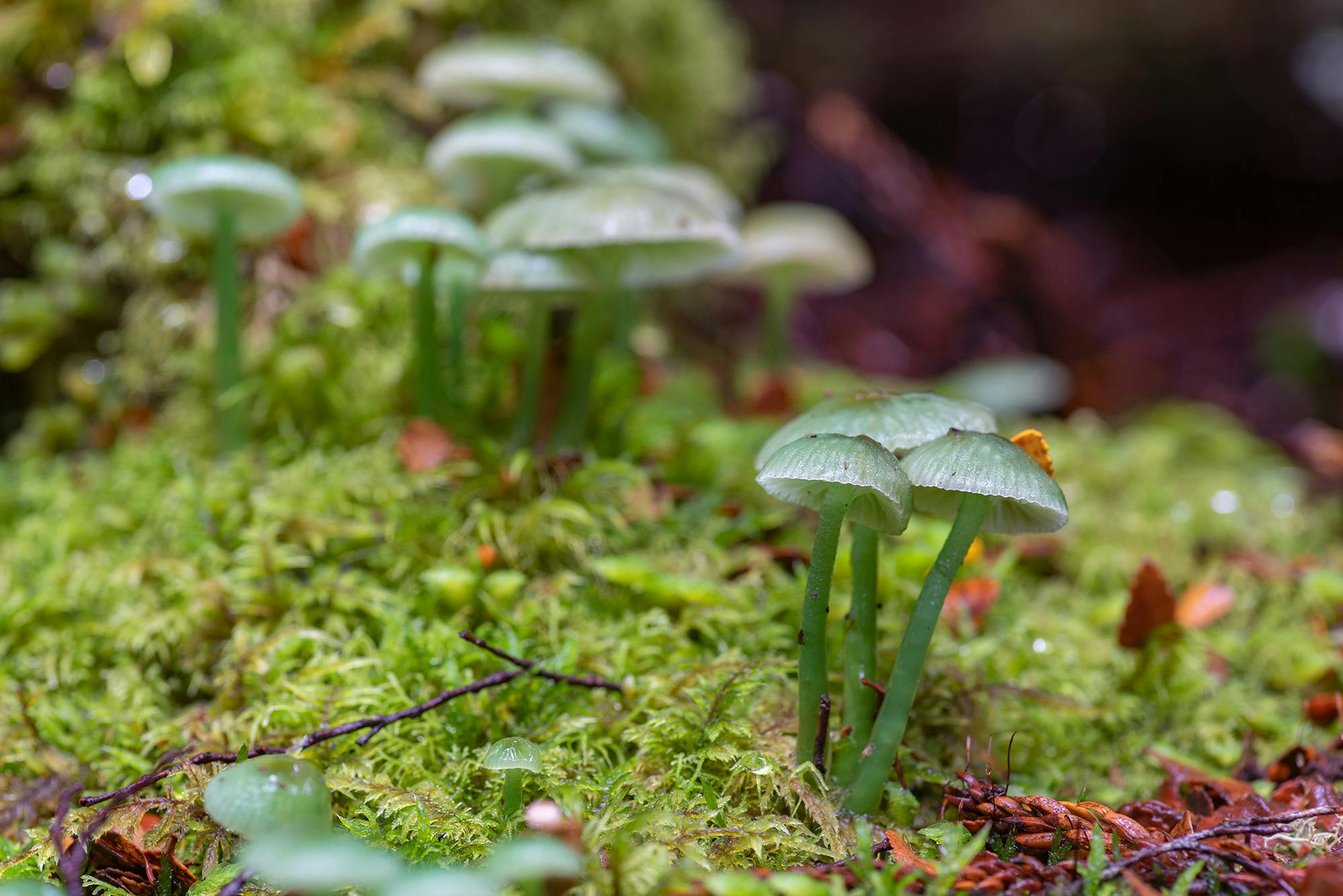 Fascinating green fungi in the rainforest at Cradle Mountain