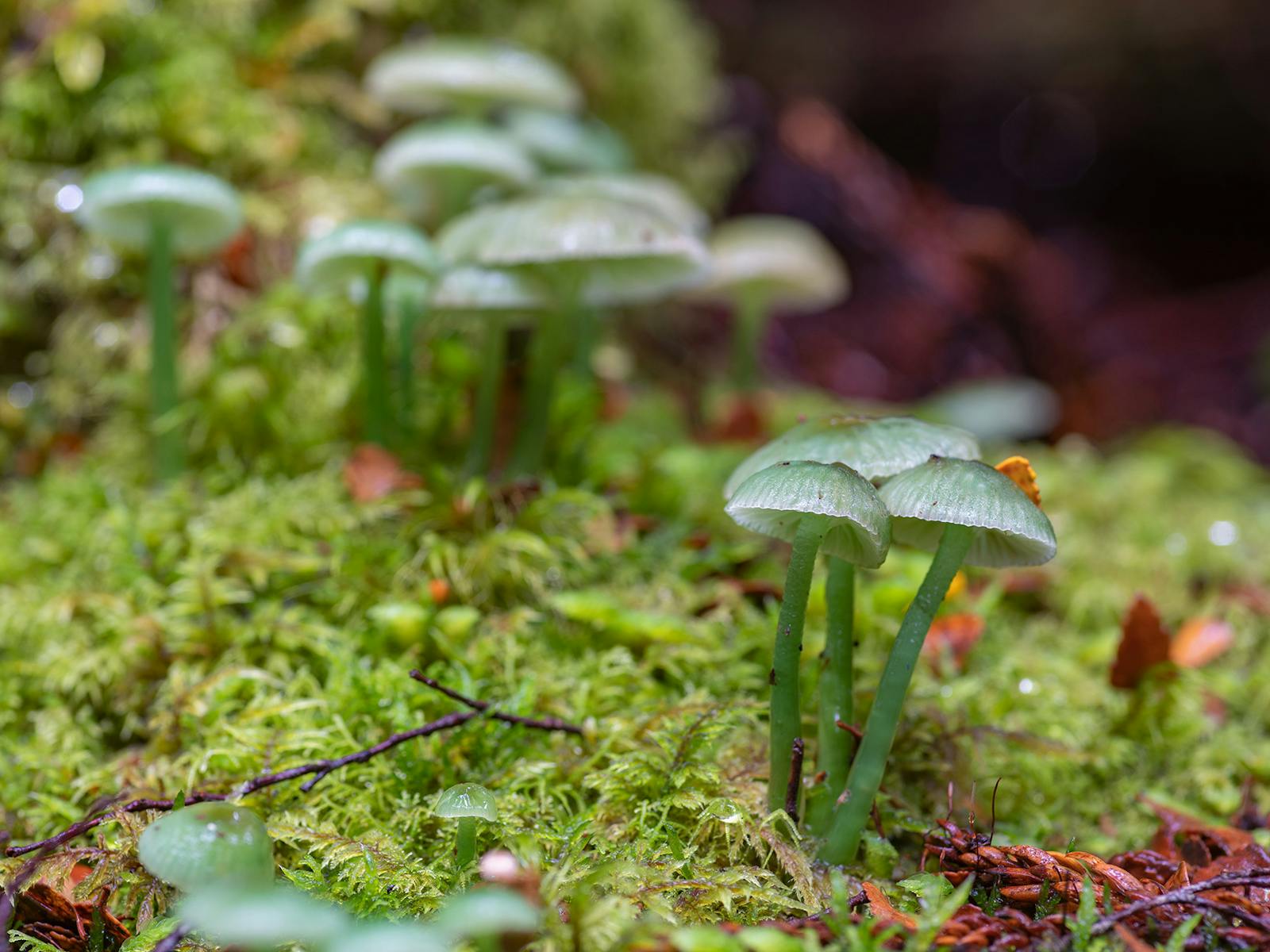 Fascinating green fungi in the rainforest at Cradle Mountain