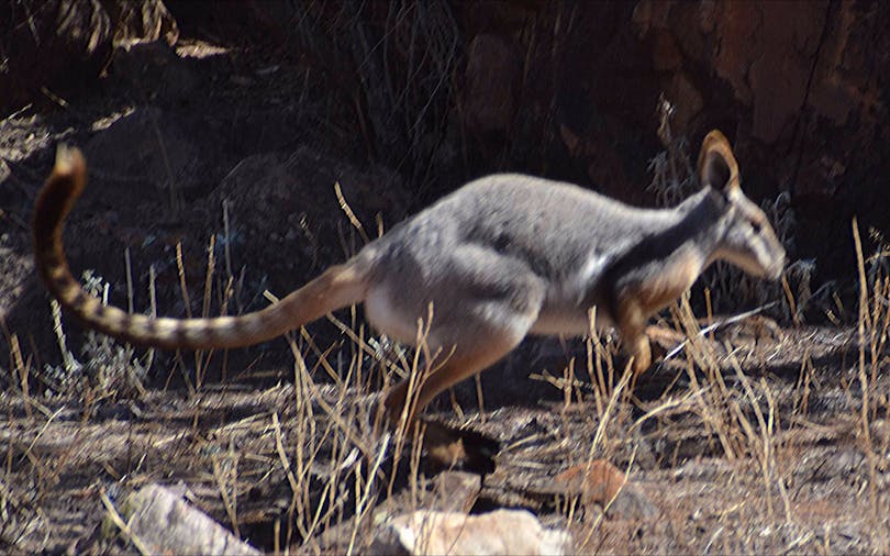 1 Day Southern Flinders Ranges Tour