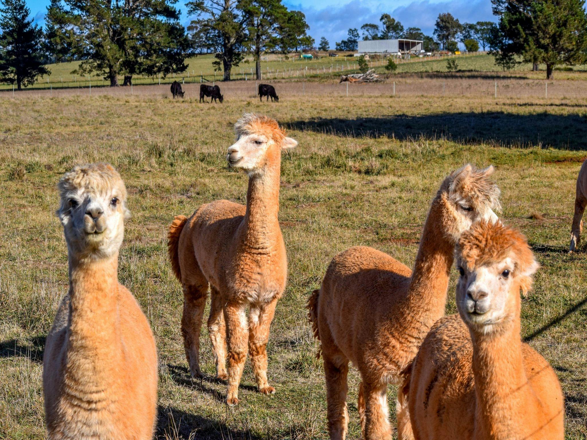 Downunder Farmstays QLD