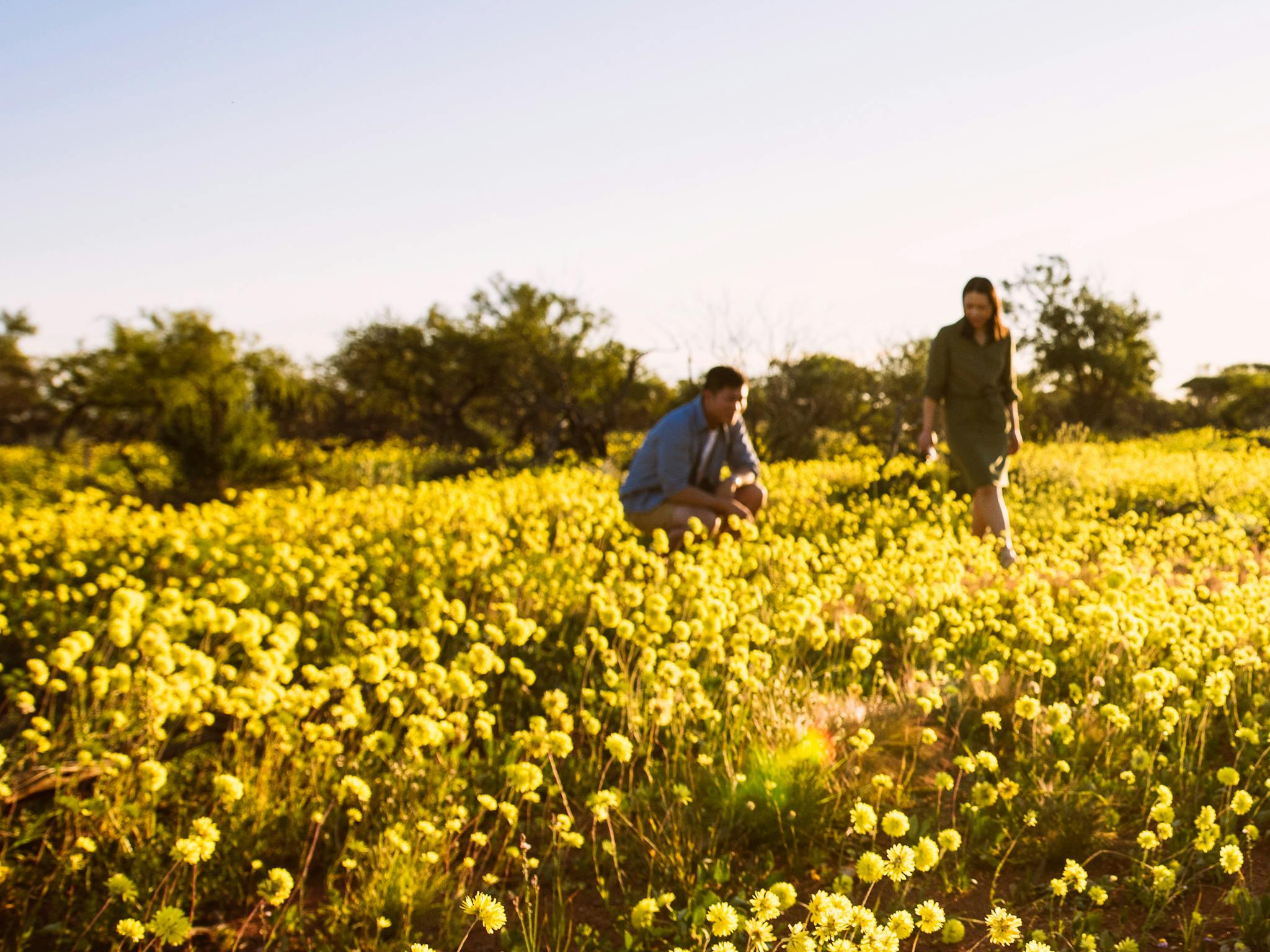 Wildflowers, Western Australia