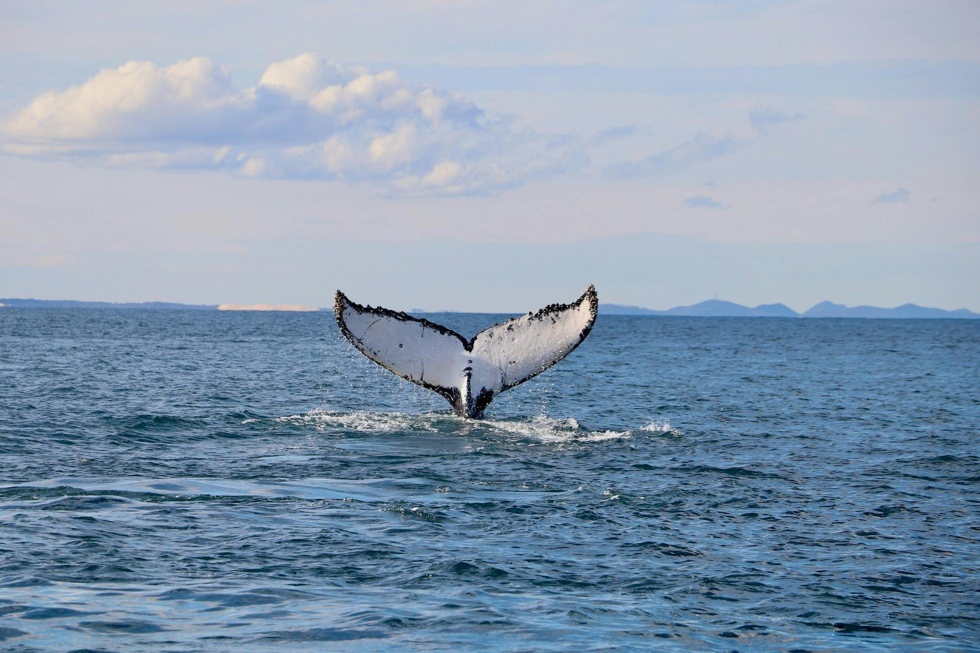 Whale Tail Newcastle
