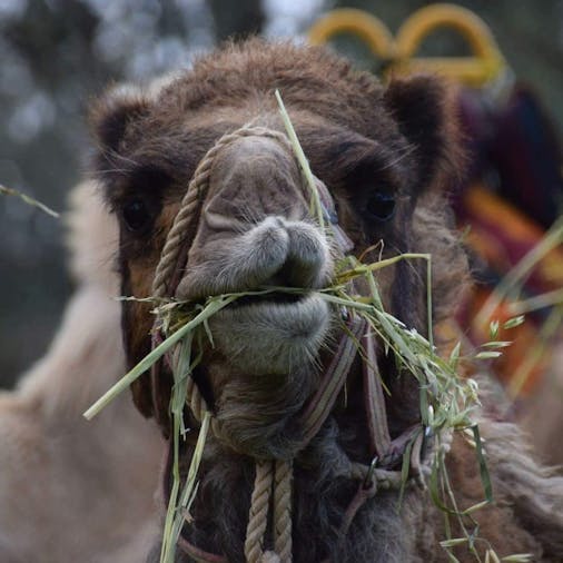 4 Day 4 Night Camel Trek Far North Flinders Ranges SA (4)