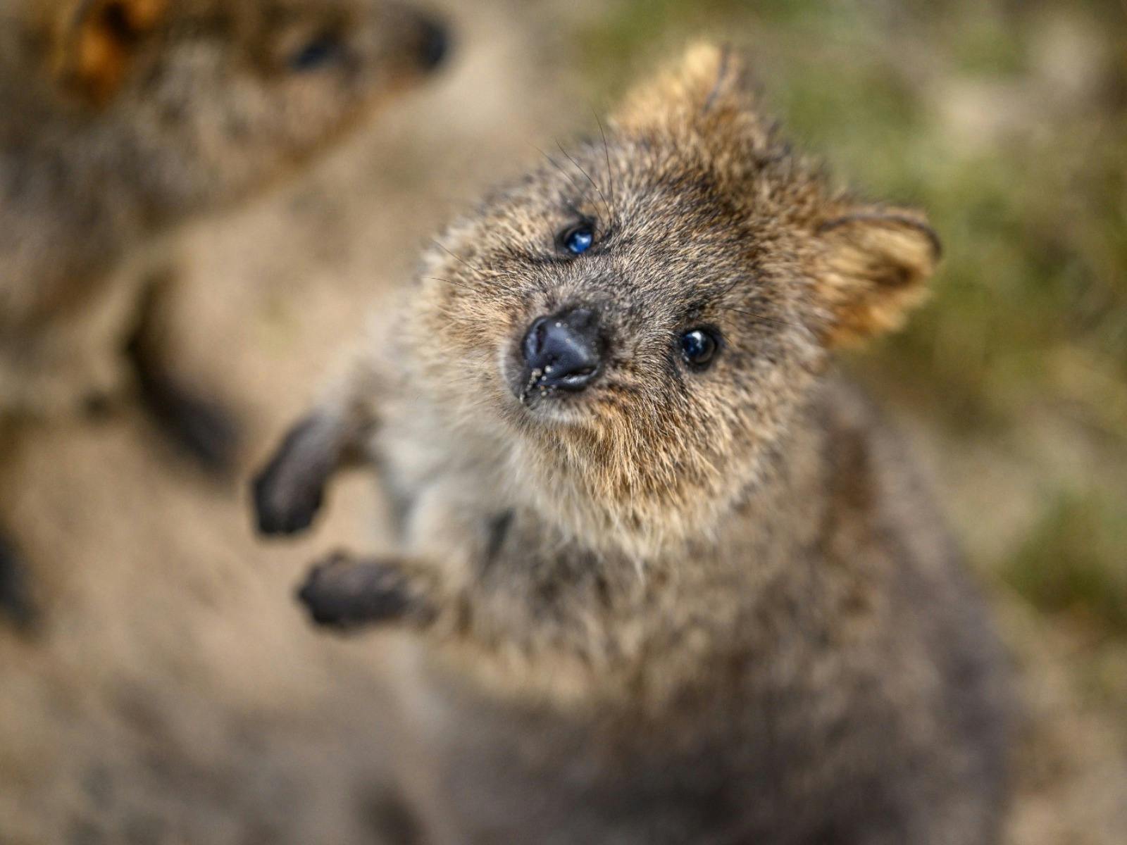A quokka looks towards the camera in its habitat at Featherdale Sydney Wildlife Park.