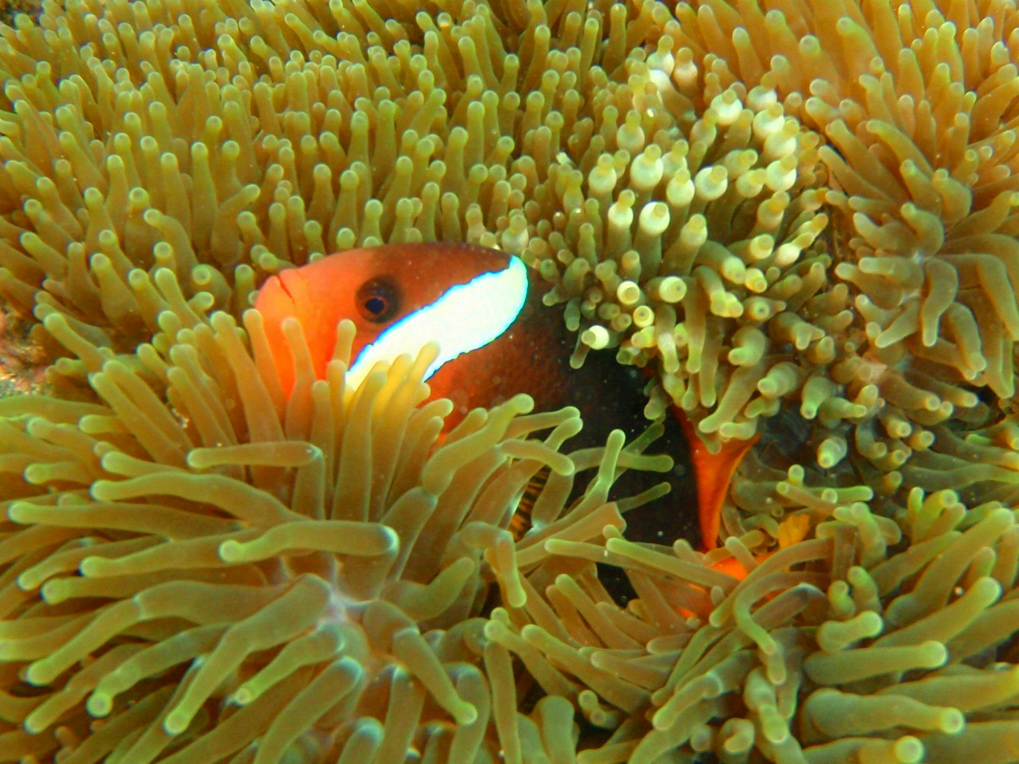Clown Fish