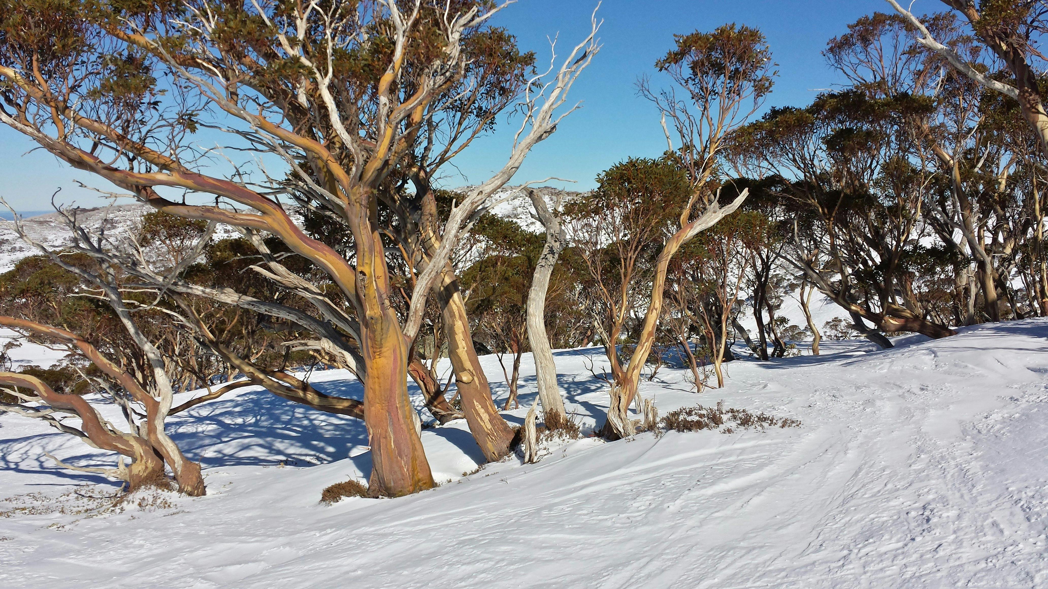 Trees in snow