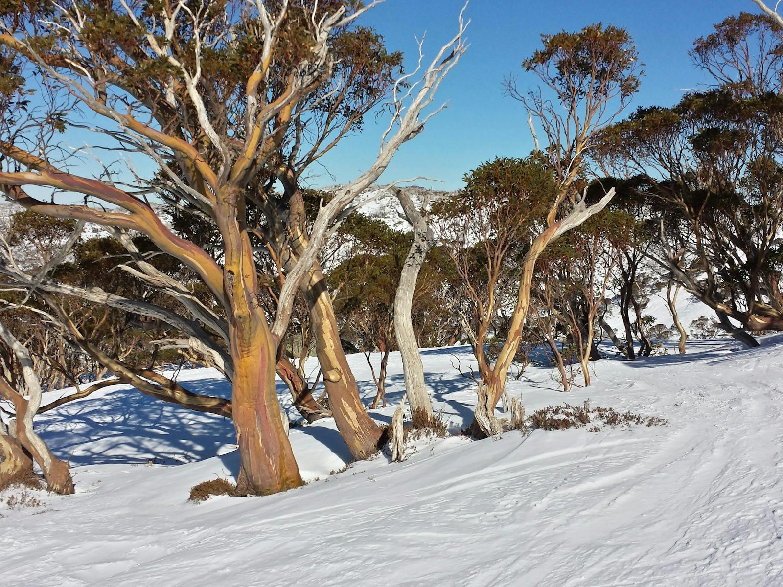 Trees in snow