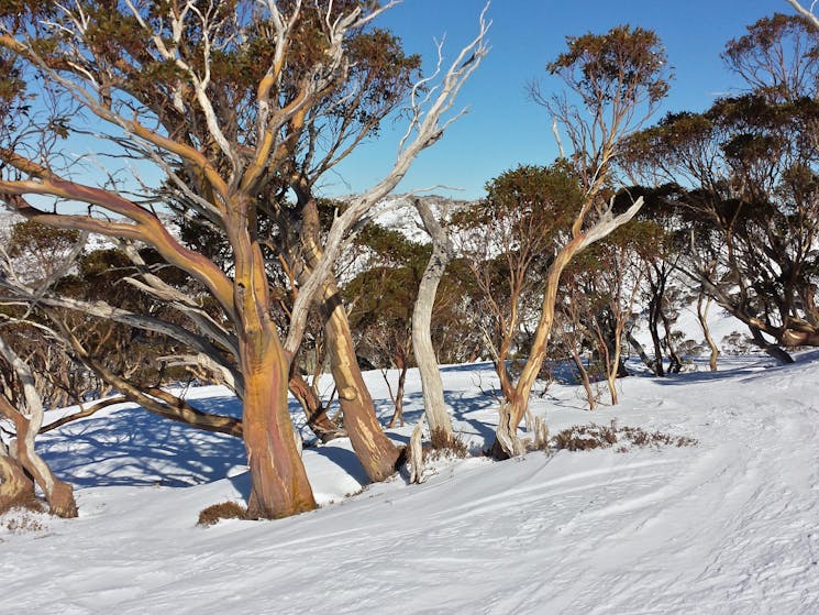 Snowy Mountains Private Tour | Sydney, Australia - Official Travel ...