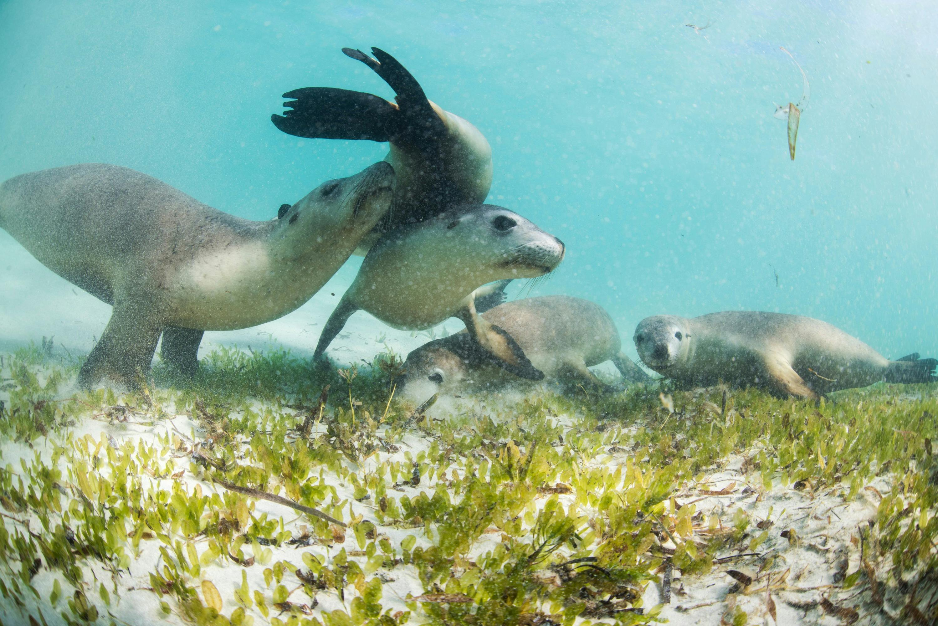 Australian Sea Lions