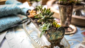 Beautifully arranged Succulents in a Antique vessal