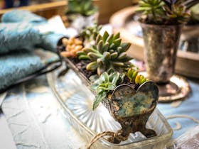 Beautifully arranged Succulents in a Antique vessal