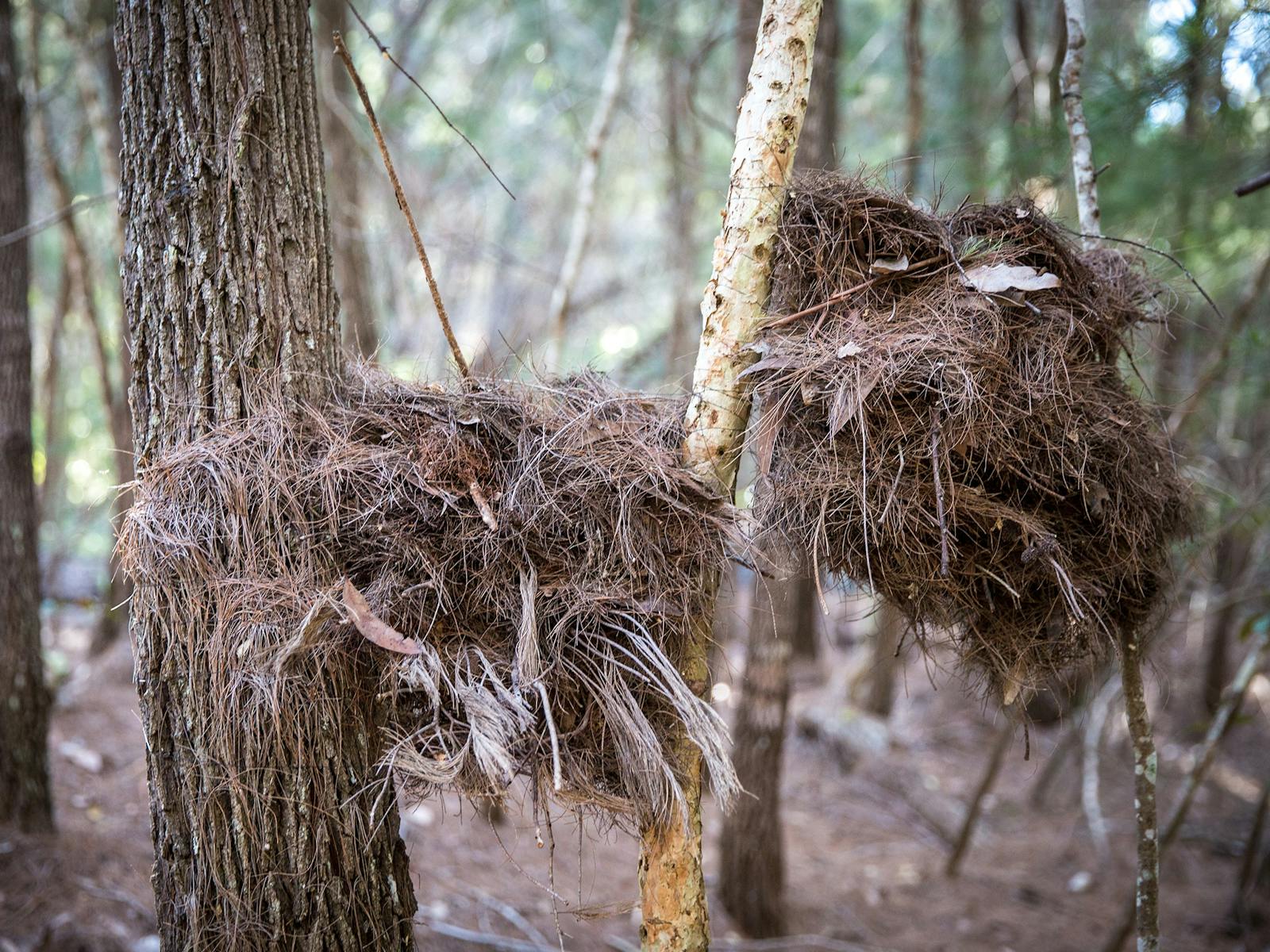 Image for Plant-blind: We only see things that look like us