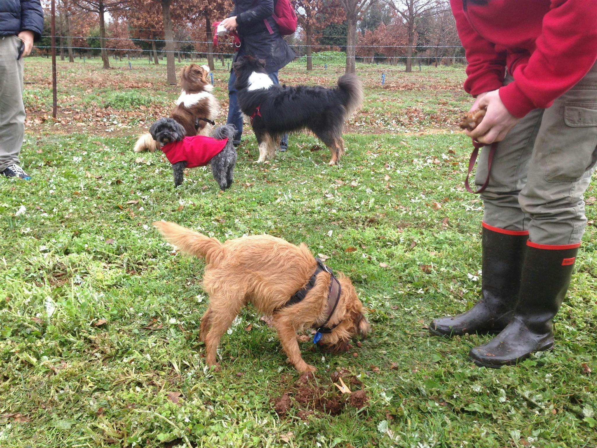Truffle Hutns