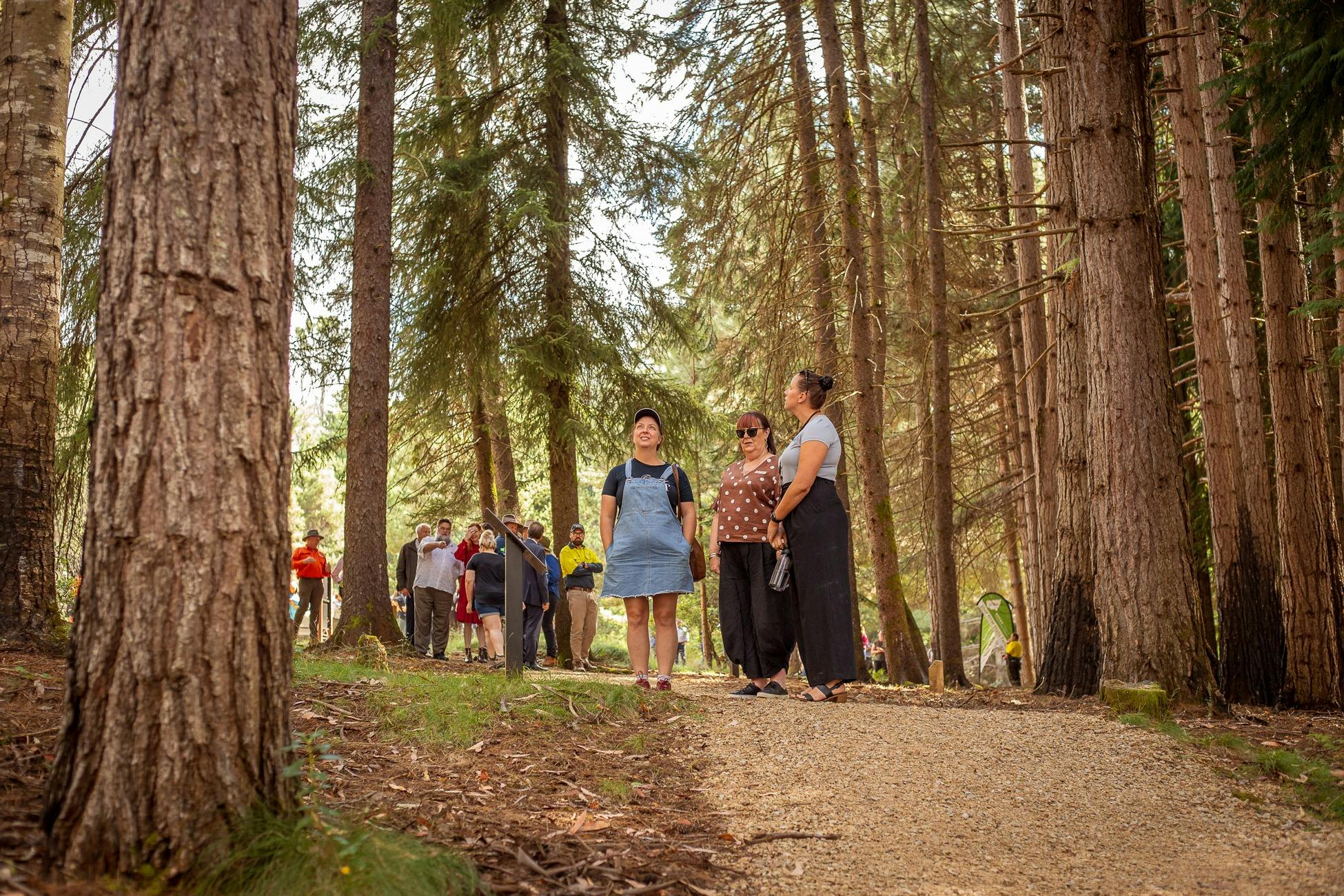 Easy grade Wellness Walk, Bago State Forest