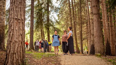 Easy grade Wellness Walk, Bago State Forest