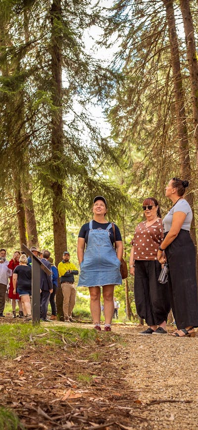 Easy grade Wellness Walk, Bago State Forest