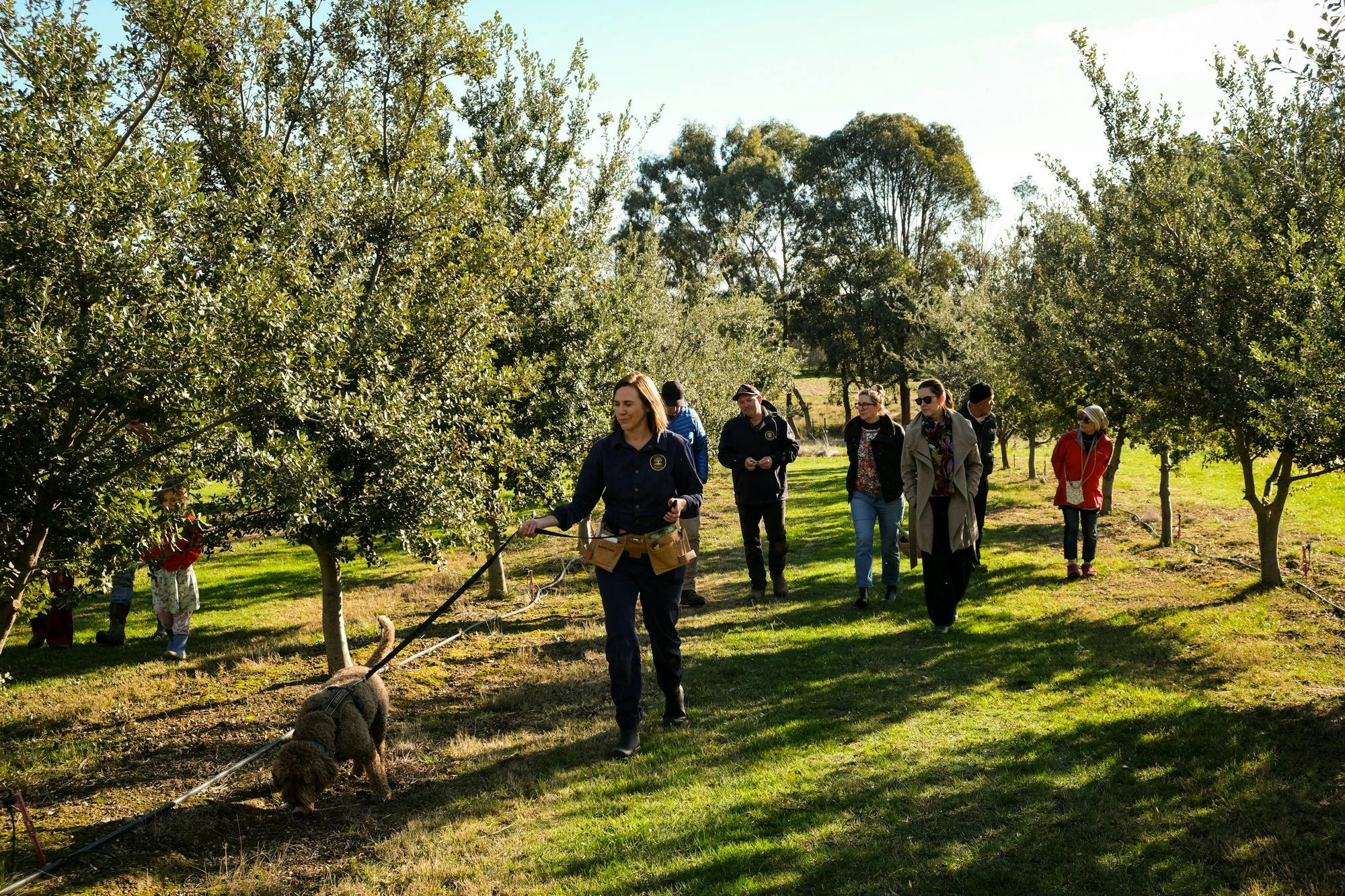 Dog on lead walking ahead of woman, sniffing ground under oak trees. Tour guests walking behind