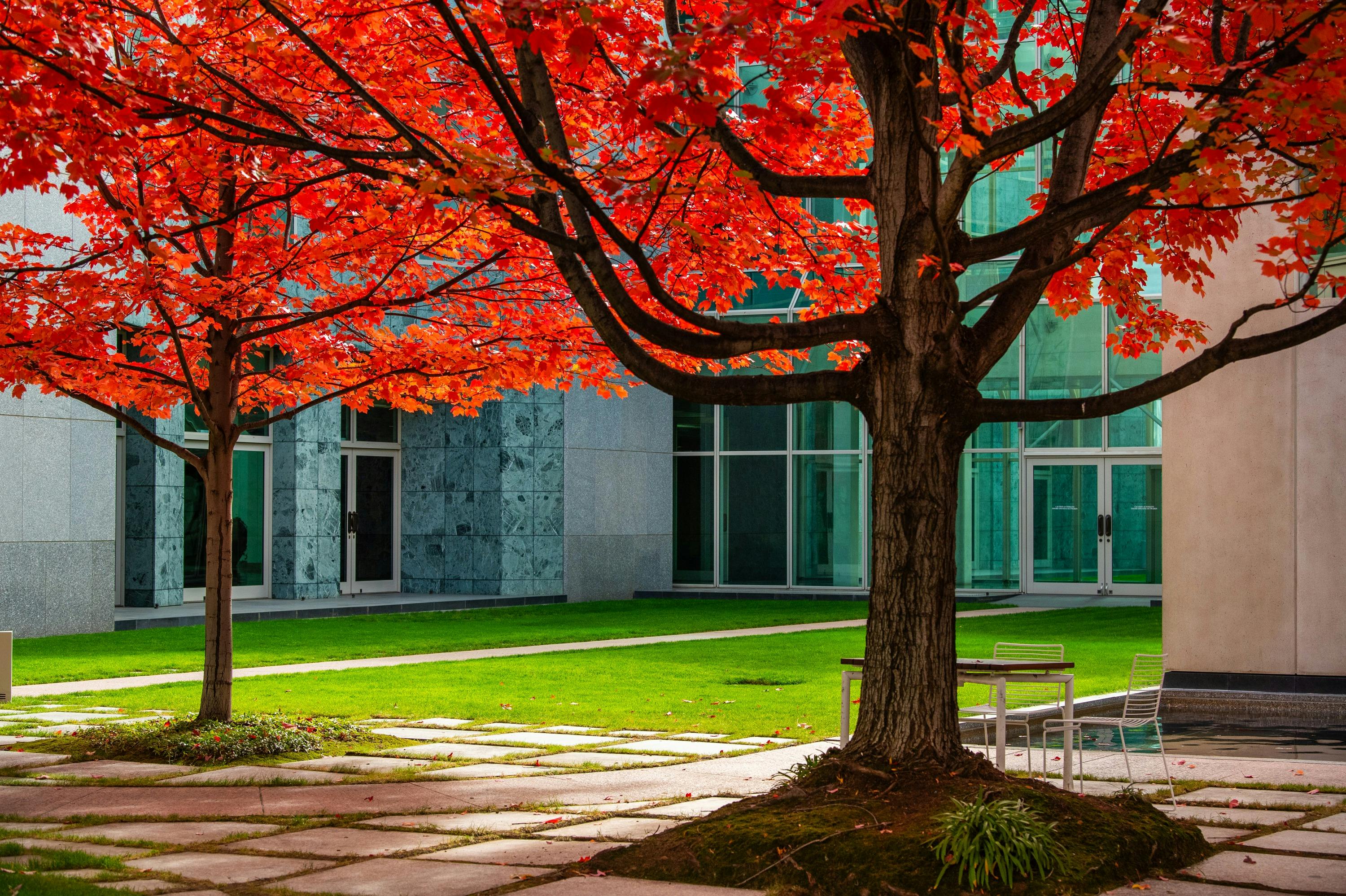 2 vibrant orange and red autumn trees in a courtyard of Parliament House