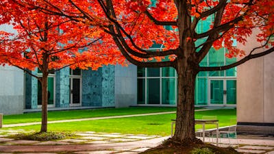 2 vibrant orange and red autumn trees in a courtyard of Parliament House