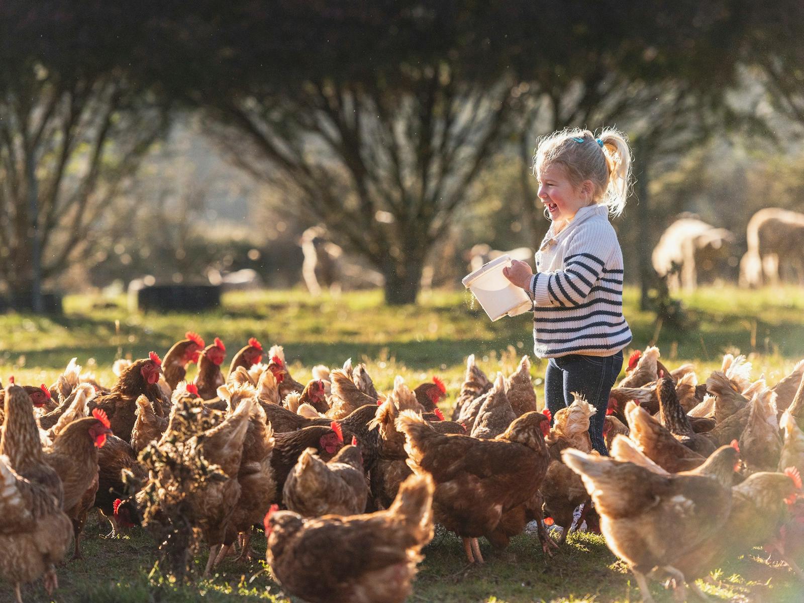 girl feeding chickens