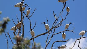 birdwatching Port Douglas