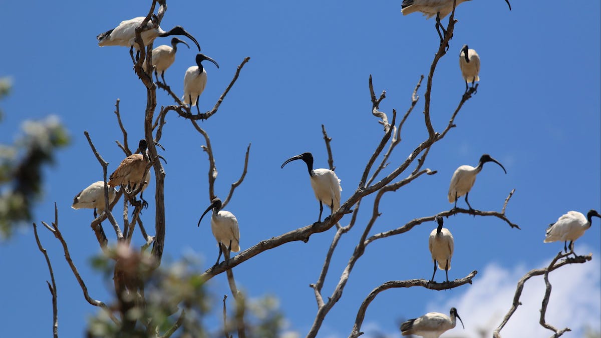 birdwatching Port Douglas