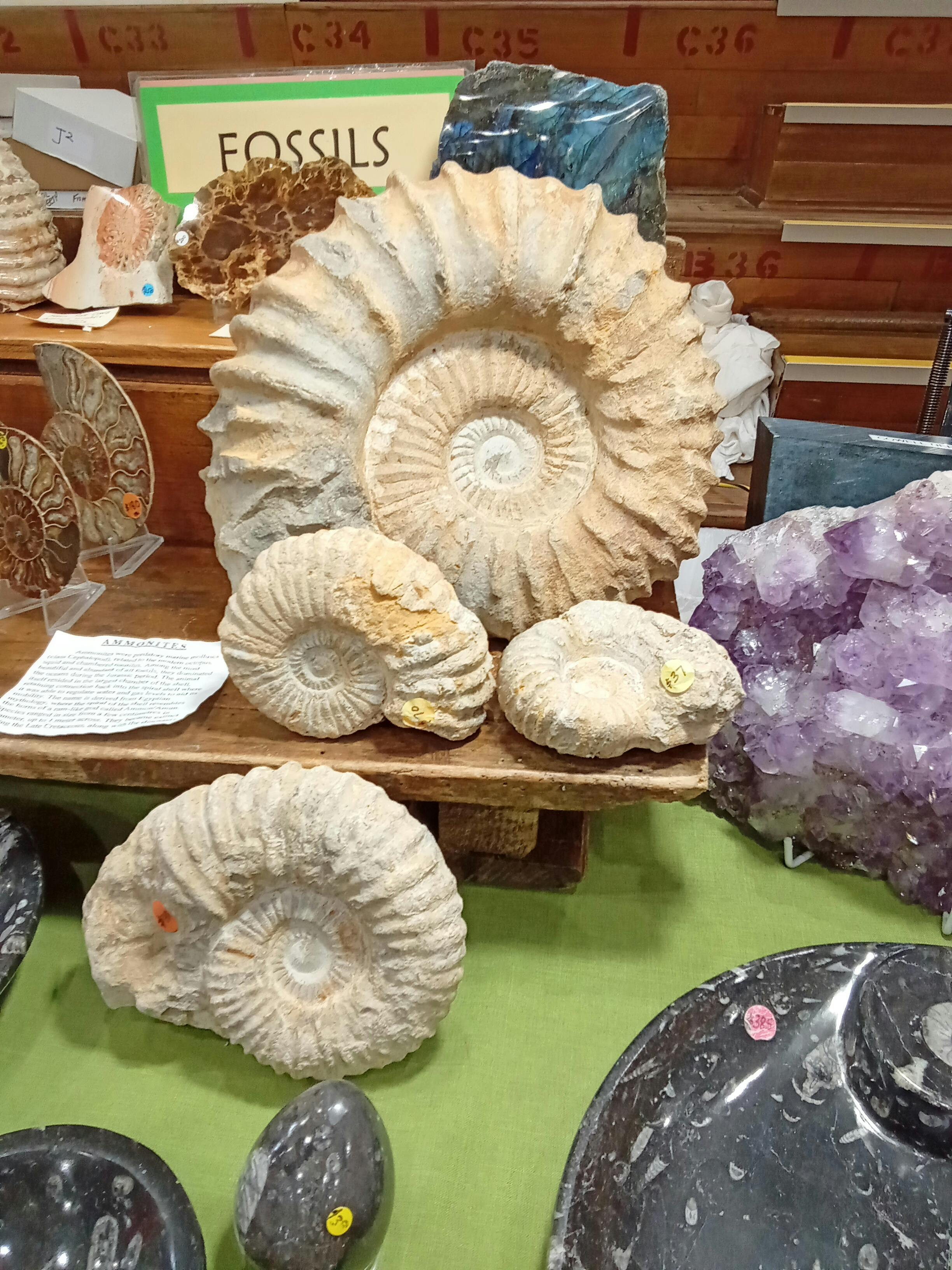 Ammonite fossil taken at the 2022 LGMS