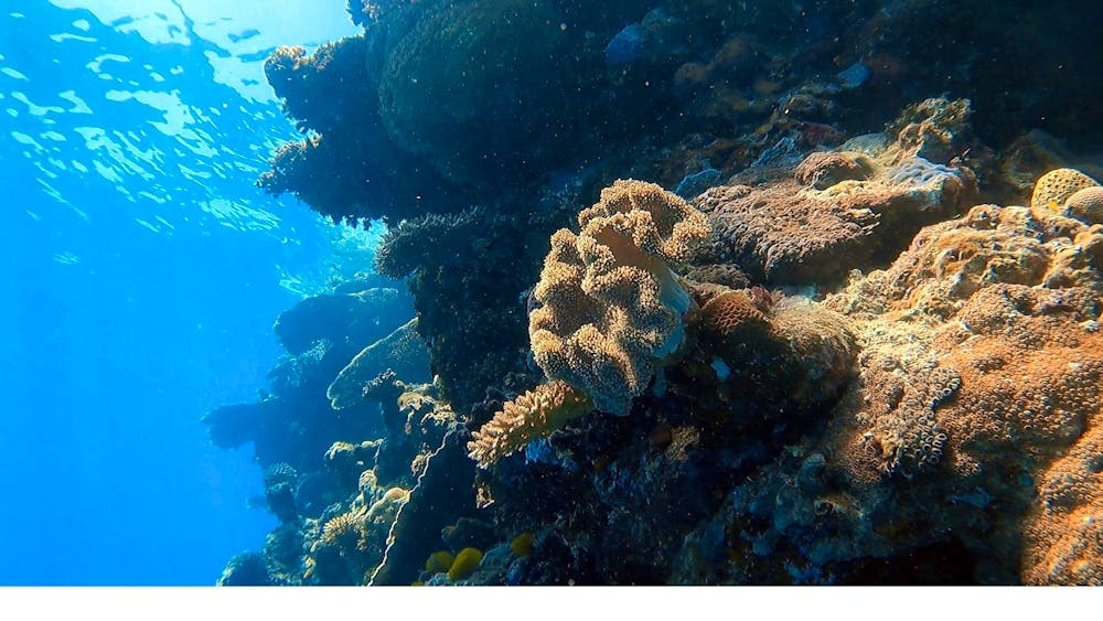 Remote Area Dive